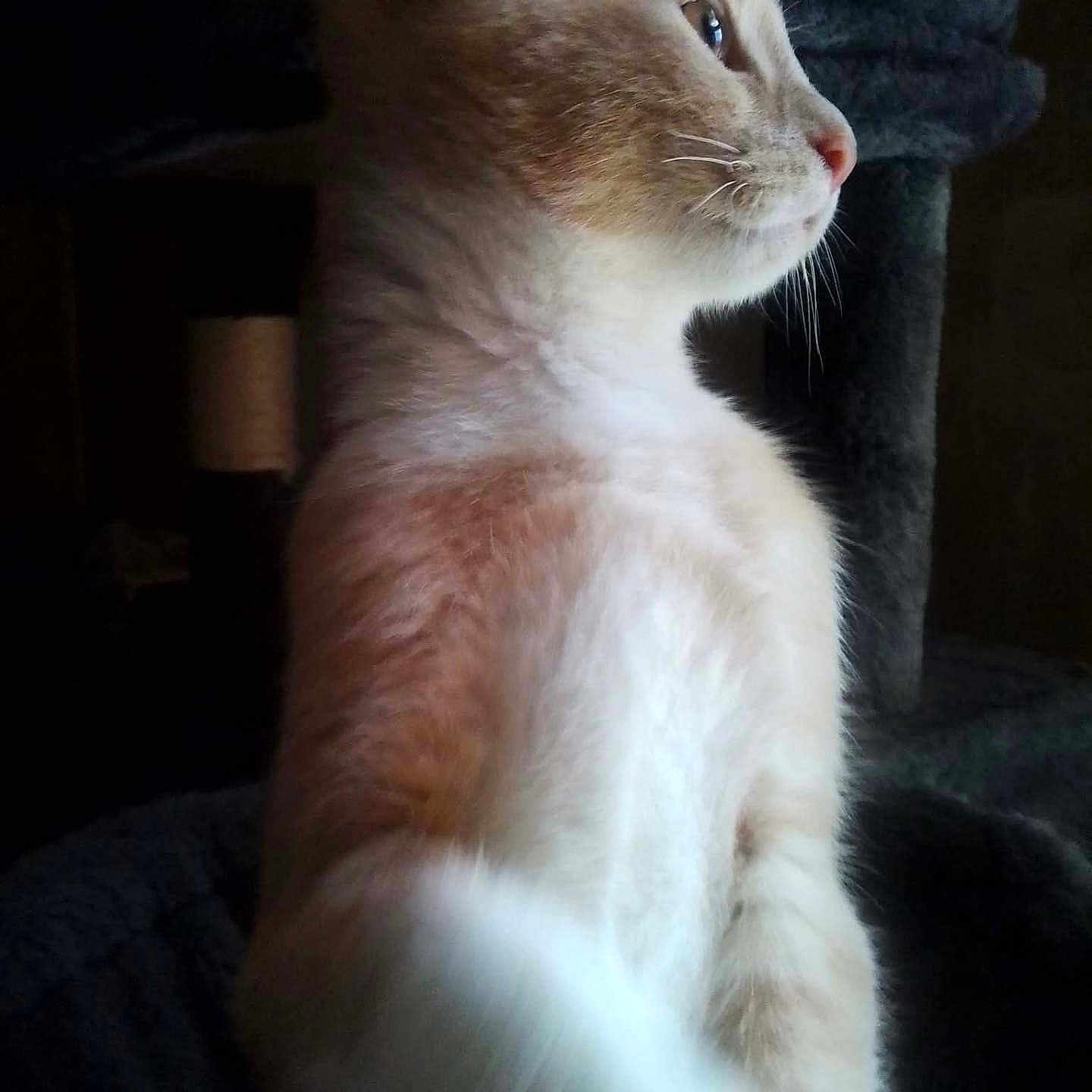 Simba