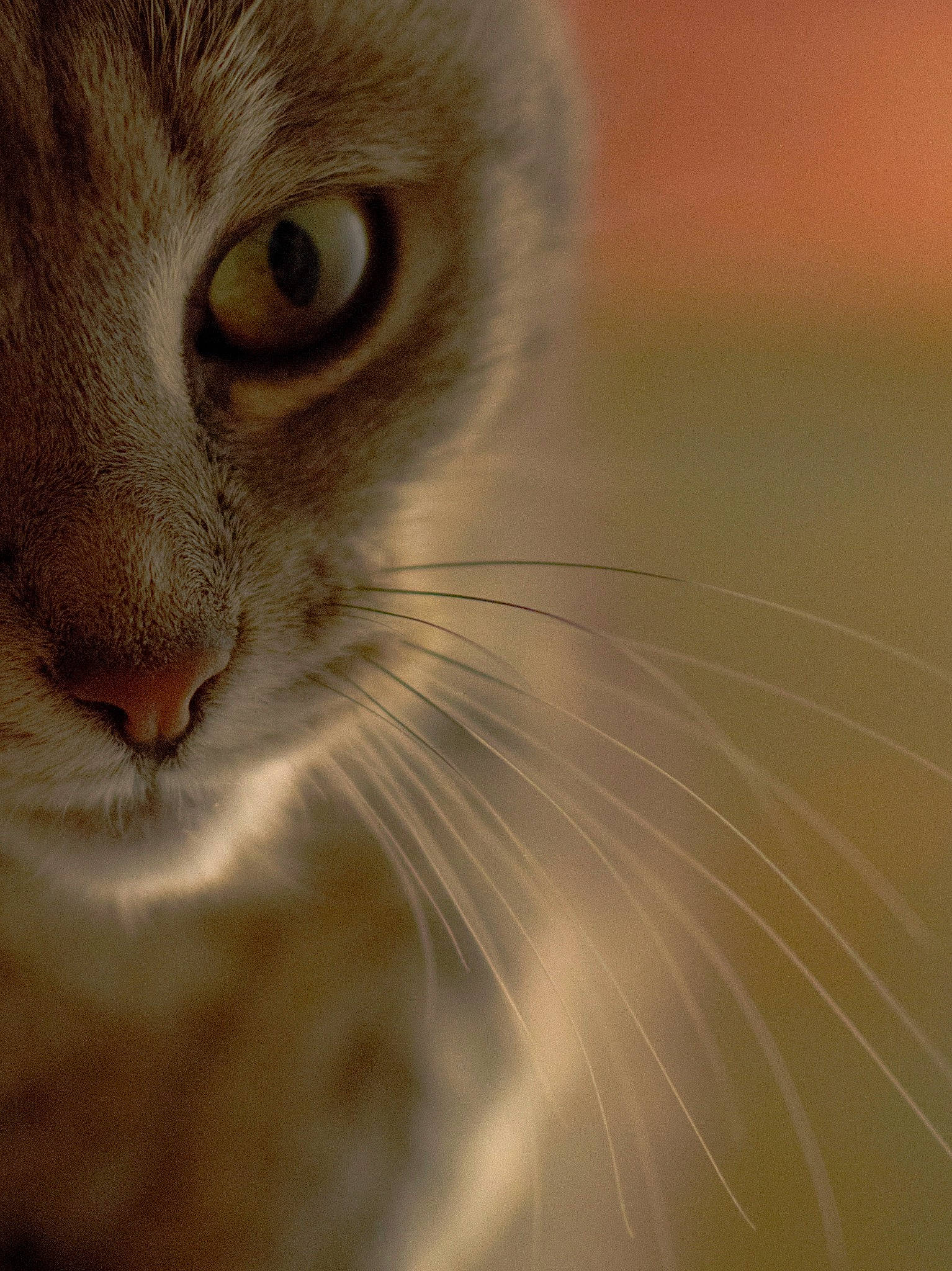 Chouquette a rejoint le concours — aidez-le/la à gagner de superbes lots ! aegean_cat, american_curl, carnivore, cat, close_up, domestic_short_haired_cat, european_shorthair, eye, felidae, fur, iris, kitten, nose, ojos_azules, organ, singapura, small_to_medium_sized_cats, snout, tabby_cat, whiskers