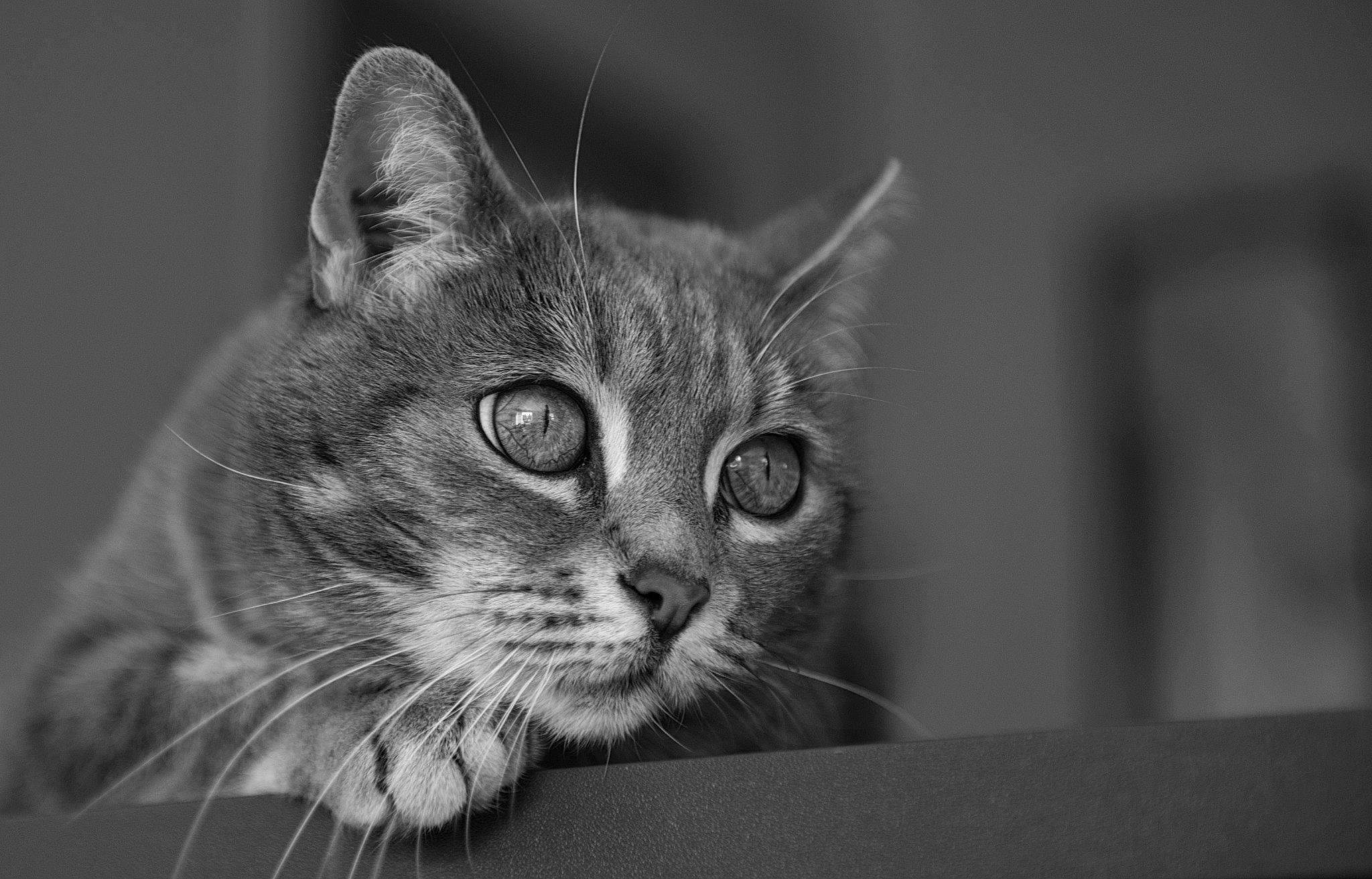 Chouquette participe au concours pour gagner de l'argent avec cette photo : asian, black, black_and_white, carnivore, cat, close_up, domestic_short_haired_cat, ear, european_shorthair, eye, felidae, fur, mammal, monochrome, monochrome_photography, photography, small_to_medium_sized_cats, snout, tabby_cat, whiskers