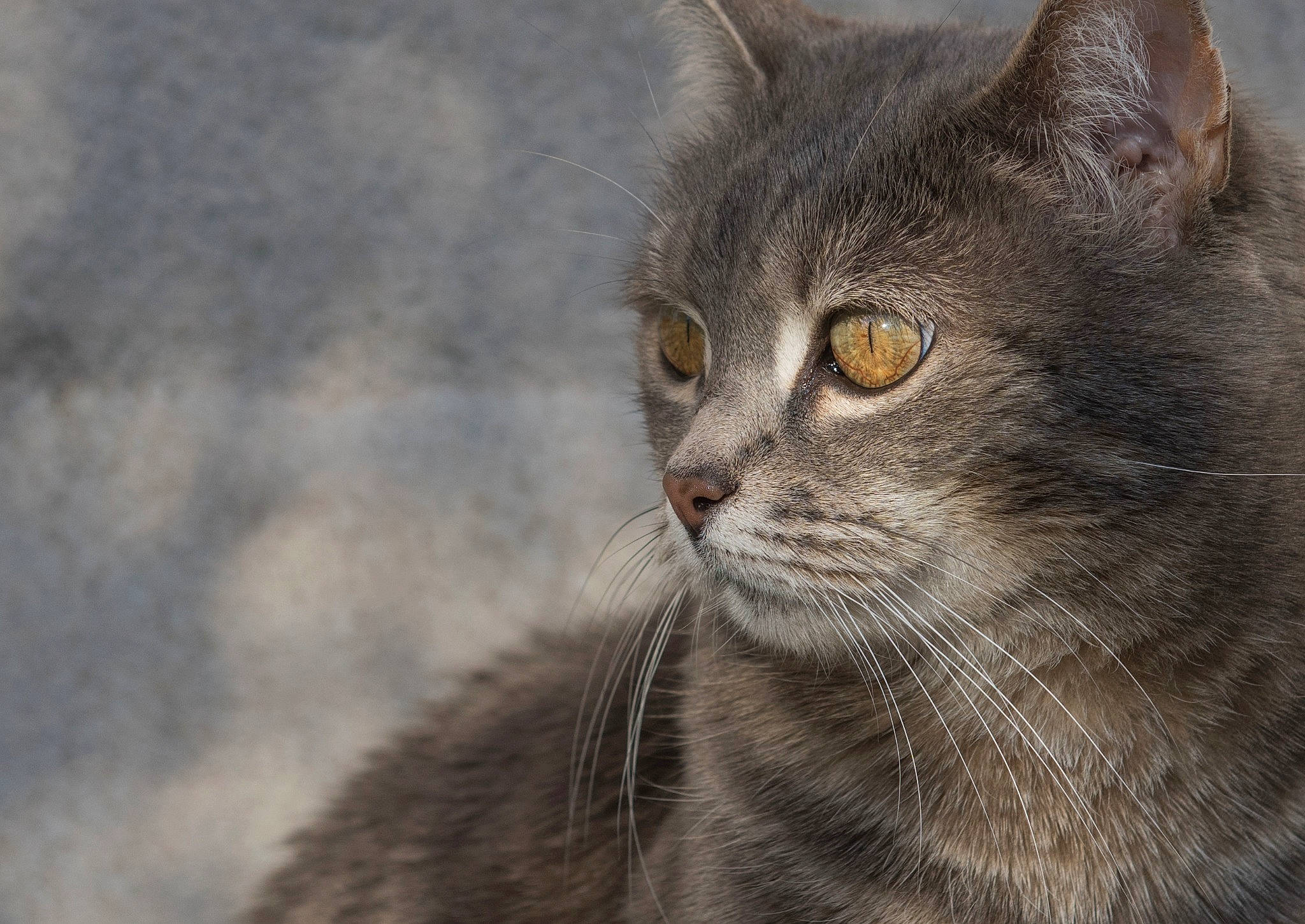 Chouquette participe au concours pour gagner de l'argent avec cette photo : asian, australian_mist, british_semi_longhair, british_shorthair, carnivore, cat, chartreux, close_up, domestic_short_haired_cat, european_shorthair, eye, felidae, fur, mammal, siberian, small_to_medium_sized_cats, snout, tabby_cat, vertebrate, whiskers