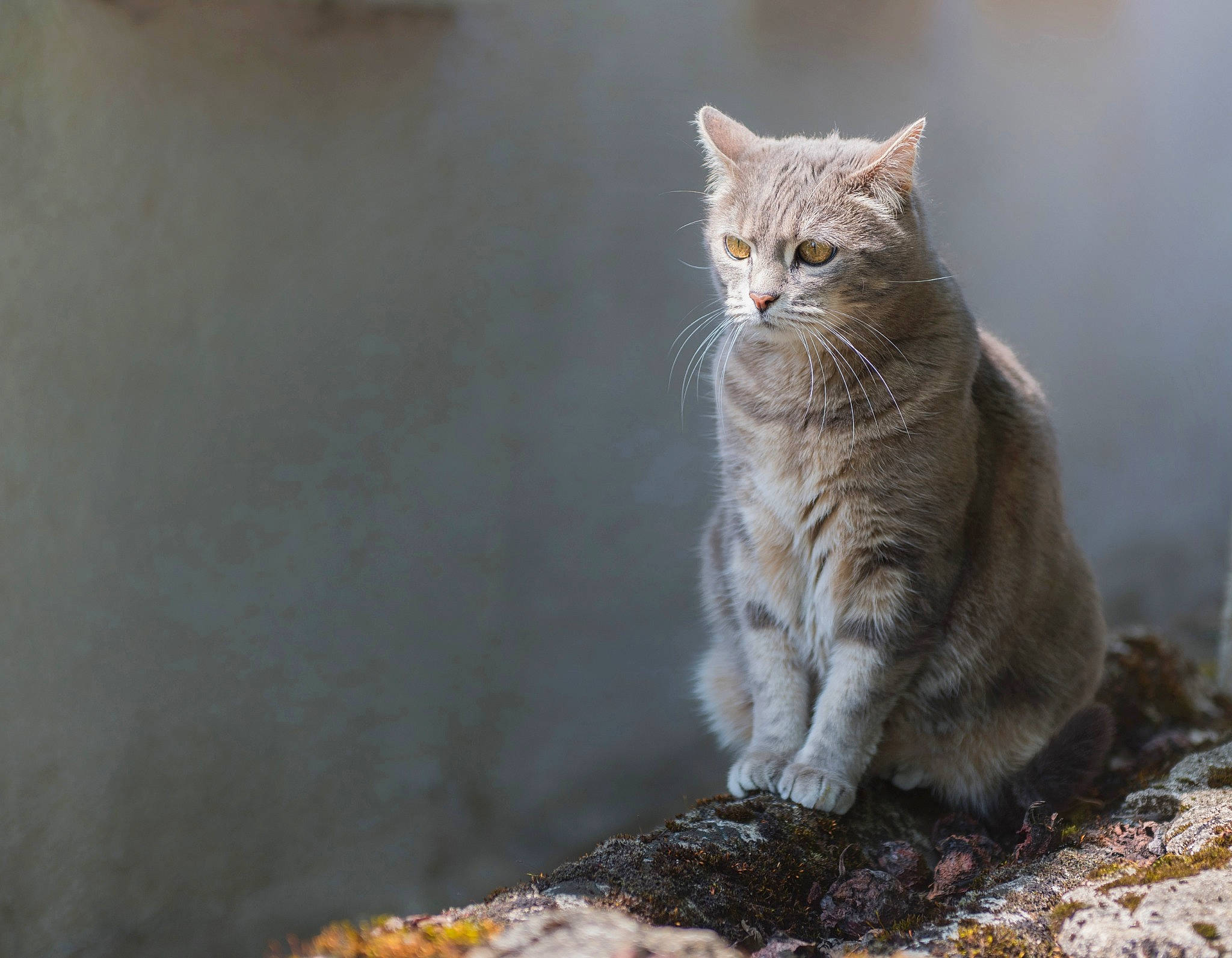 Chouquette a rejoint le concours — aidez-le/la à gagner de superbes lots ! aegean_cat, asian, british_semi_longhair, carnivore, cat, domestic_short_haired_cat, european_shorthair, eye, felidae, fur, kitten, mammal, polydactyl_cat, siberian, small_to_medium_sized_cats, snout, tabby_cat, whiskers, wild_cat, wildlife