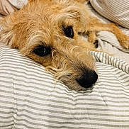 Nala joined the competition — help win amazing prizes! dog, pet, bed, striped_bedspread, close_up, canine, fur, lying_down, sleepy, cute, indoors, resting, animal, muzzle, whiskers, soft_texture, eyes, napping, cozy, relaxed