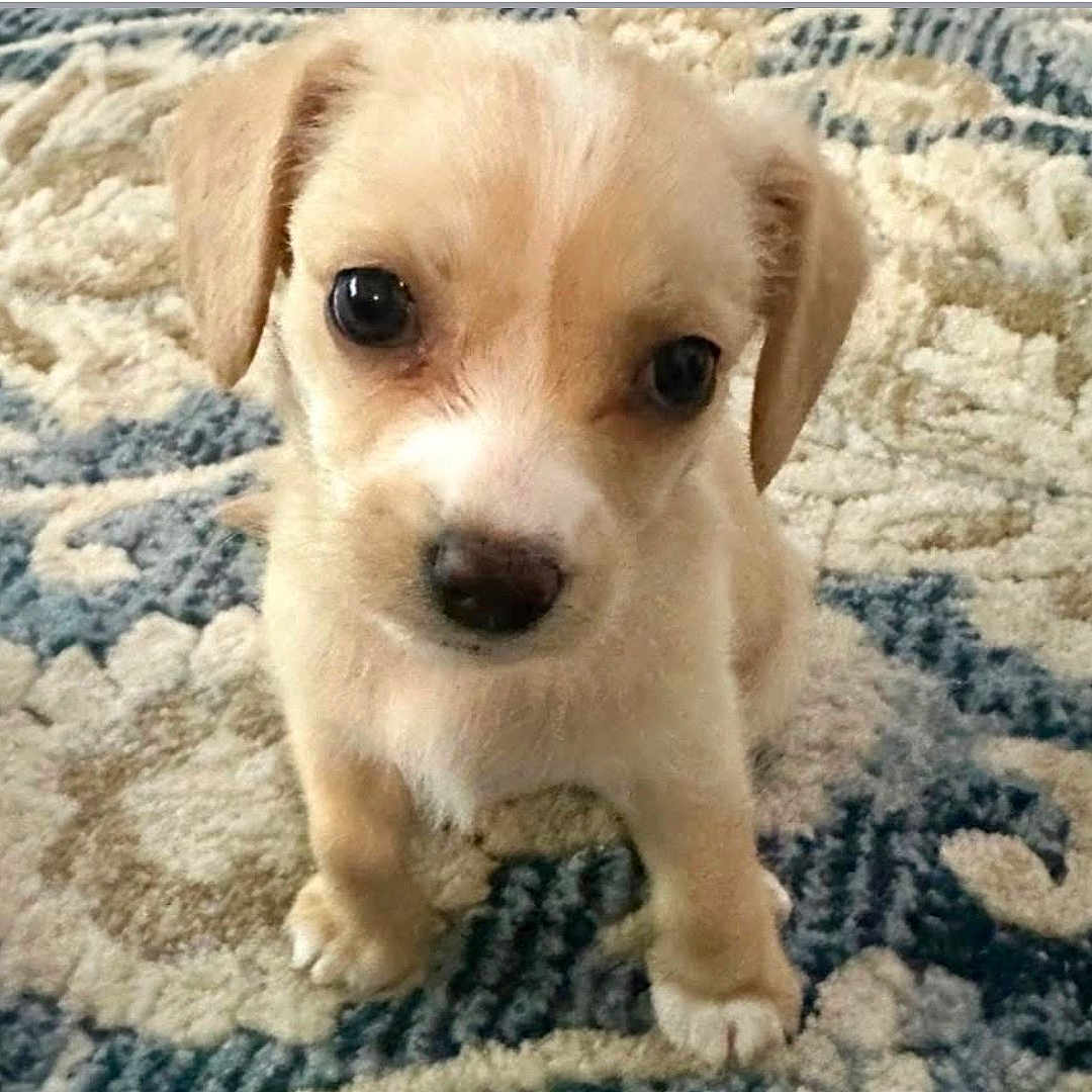 Heidi is registered to the contest to win money with this photo: puppy, dog, cute, animal, pet, fur, eyes, small, indoor, carpet, pattern, adorable, young, mammal, friendly, domestic, canine, looking_up, soft, floor