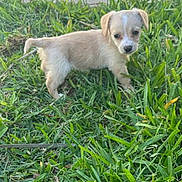 Heidi joined the competition — help win amazing prizes! puppy, dog, grass, outdoor, cute, small, animal, pet, nature, young, mammal, fur, canine, greenery, field, adorable, alert, ears, eyes, standing