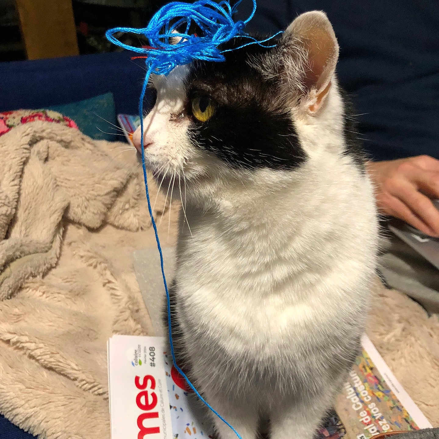 Lola a rejoint le concours — aidez-le/la à gagner de superbes lots ! abyssinian, accessories, adult, angora, animal, bag, cat, couch, furniture, handbag, kitten, leash, male, man, manx, person, pet, plant, pottedplant, strap