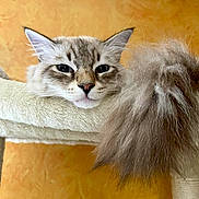 Alto participe au concours pour gagner de l'argent avec cette photo : cat, fluffy, blue_eyes, tail, cat_tree, indoor, relaxed, orange_wall, fur, pet, animal, portrait, close_up, whiskers, ears, cute, feline, resting, soft, domestic