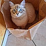 Alto participe au concours pour gagner de l'argent avec cette photo : cat, blue_eyes, brown_paper_bag, indoor, tile_floor, curious, fluffy, pet, animal, feline, whiskers, ears, cute, looking_up, domestic_cat, sitting, cozy, paper_bag, home, curiosity
