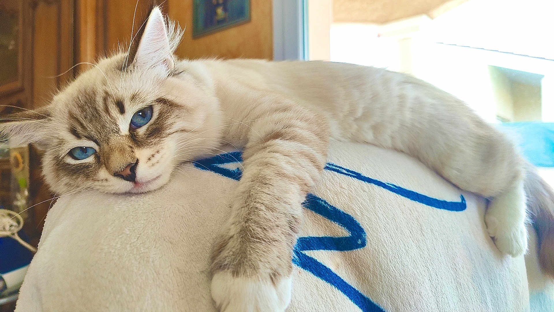 Alto participe au concours pour gagner de l'argent avec cette photo : cat, blue_eyes, fluffy, lying_down, indoor, blanket, white, cozy, relaxed, close_up, feline, paw, fur, resting, animal, pet, home, comfort, cute, portrait