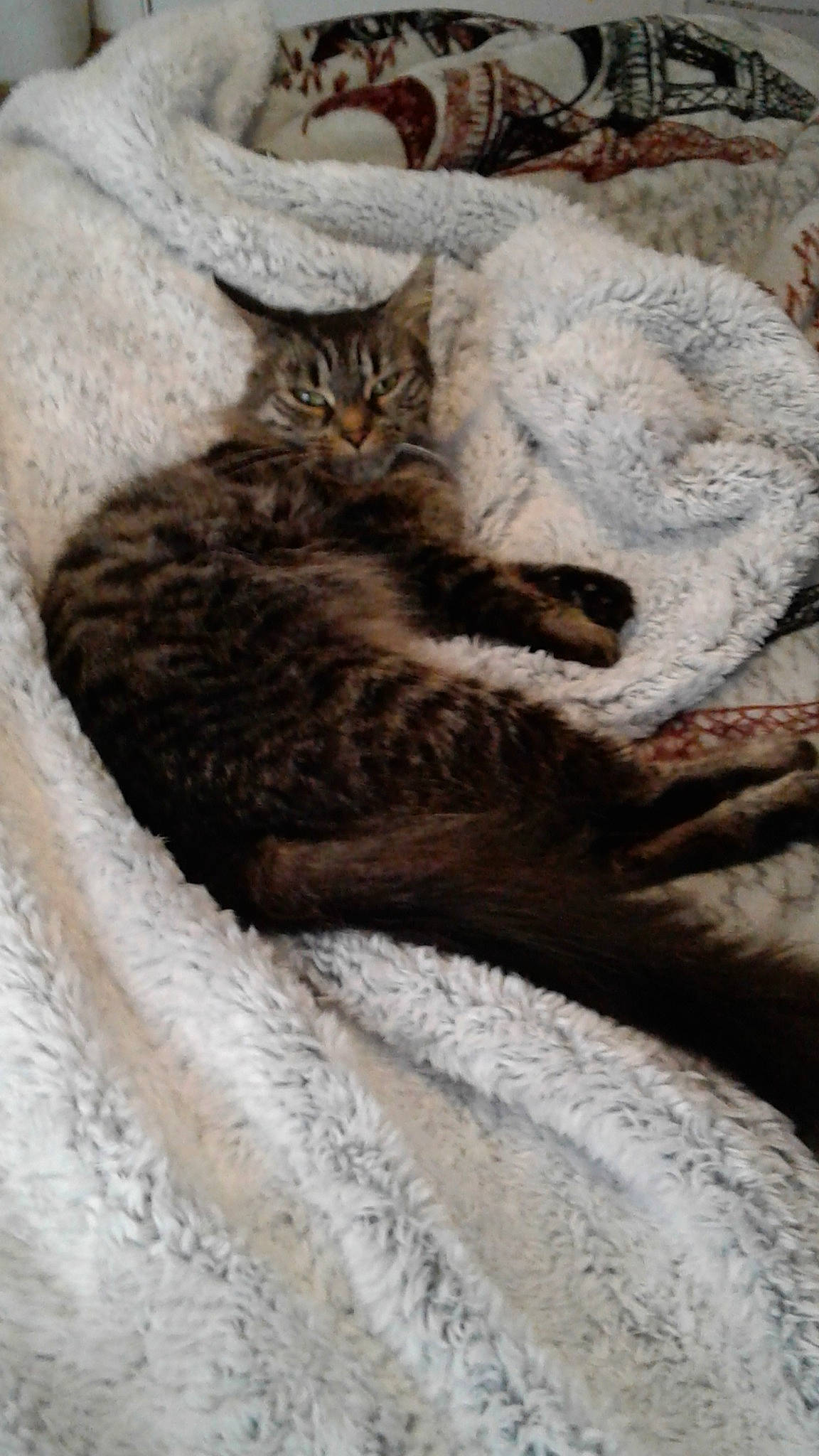 Bella is registered to the contest to win money with this photo: aegean_cat, asian, british_semi_longhair, british_shorthair, carnivore, cat, domestic_short_haired_cat, dragon_li, european_shorthair, felidae, fur, german_rex, kitten, pixie_bob, rusty_spotted_cat, small_to_medium_sized_cats, tabby_cat, tail, whiskers, wild_cat