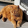 animal, calm, cat, cute, daylight, domestic_animal, door, feline, fur, orange_tabby, outdoor, pet, porch, relaxing, resting, shadow, sleeping, sunlight, whiskers, window