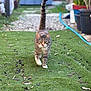 Vanille participe au concours pour gagner de l'argent avec cette photo : cat, tabby_cat, grass, outdoor, garden, potted_plants, greenery, animal, pet, walking, nature, fur, whiskers, tail, daylight, plant_pots, pathway, blue_hose, background, closeup
