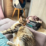 Vanille a rejoint le concours — aidez-le/la à gagner de superbes lots ! cat, tabby, lounging, chair, cushion, indoor, furniture, teddy_bear, blurred_background, cozy, pet, home, relaxed, fur, striped, mammal, resting, domestic_animal, living_room, soft