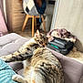 cat, tabby, lounging, chair, cushion, indoor, furniture, teddy_bear, blurred_background, cozy, pet, home, relaxed, fur, striped, mammal, resting, domestic_animal, living_room, soft