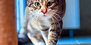 Vanille a rejoint le concours — aidez-le/la à gagner de superbes lots ! animal, blurred_background, cat, closeup, confident, cute, domestic, feline, floor, focused, fur, green_eyes, indoor, mammal, paw, pet, striped, tabby, walking, whiskers