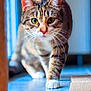 cat, tabby, pet, animal, whiskers, green_eyes, paw, walking, indoor, floor, closeup, feline, cute, focused, fur, mammal, domestic, striped, blurred_background, confident