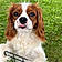 Cooper