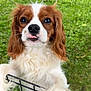 dog, puppy, cavalier_king_charles_spaniel, pet, cute, outdoor, grass, fence, animal, mammal, fluffy, ears, tongue, closeup, face, adorable, nature, young, friendly, playful