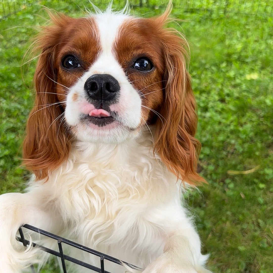 Cooper joined the competition — help win amazing prizes! adorable, animal, cavalier_king_charles_spaniel, closeup, cute, dog, ears, face, fence, fluffy, friendly, grass, mammal, nature, outdoor, pet, playful, puppy, tongue, young