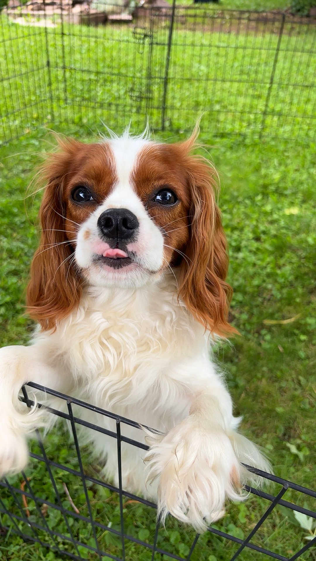 Cooper