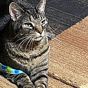 Cheese joined the competition — help win amazing prizes! tabby_cat, cat, pet, feline, animal, striped_fur, whiskers, ears, paws, carpet, indoor, resting, looking_away, colorful_fabric, close_up, domestic_animal, fur_texture, relaxed, cute, cozy