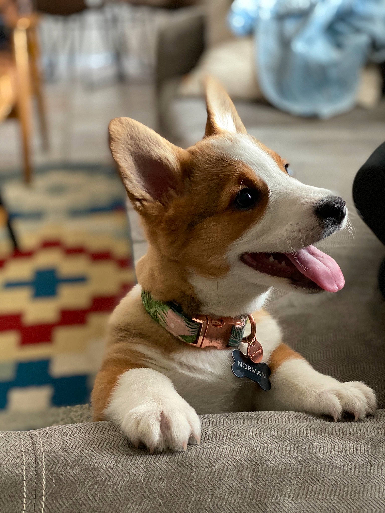 Norman is registered to the contest to win money with this photo: canidae, cardigan_welsh_corgi, carnivore, companion_dog, corgi_chihuahua, dog, dog_breed, ear, fawn, herding_dog, mammal, pembroke_welsh_corgi, puppy, rare_breed_dog, snout, vertebrate, welsh_corgi