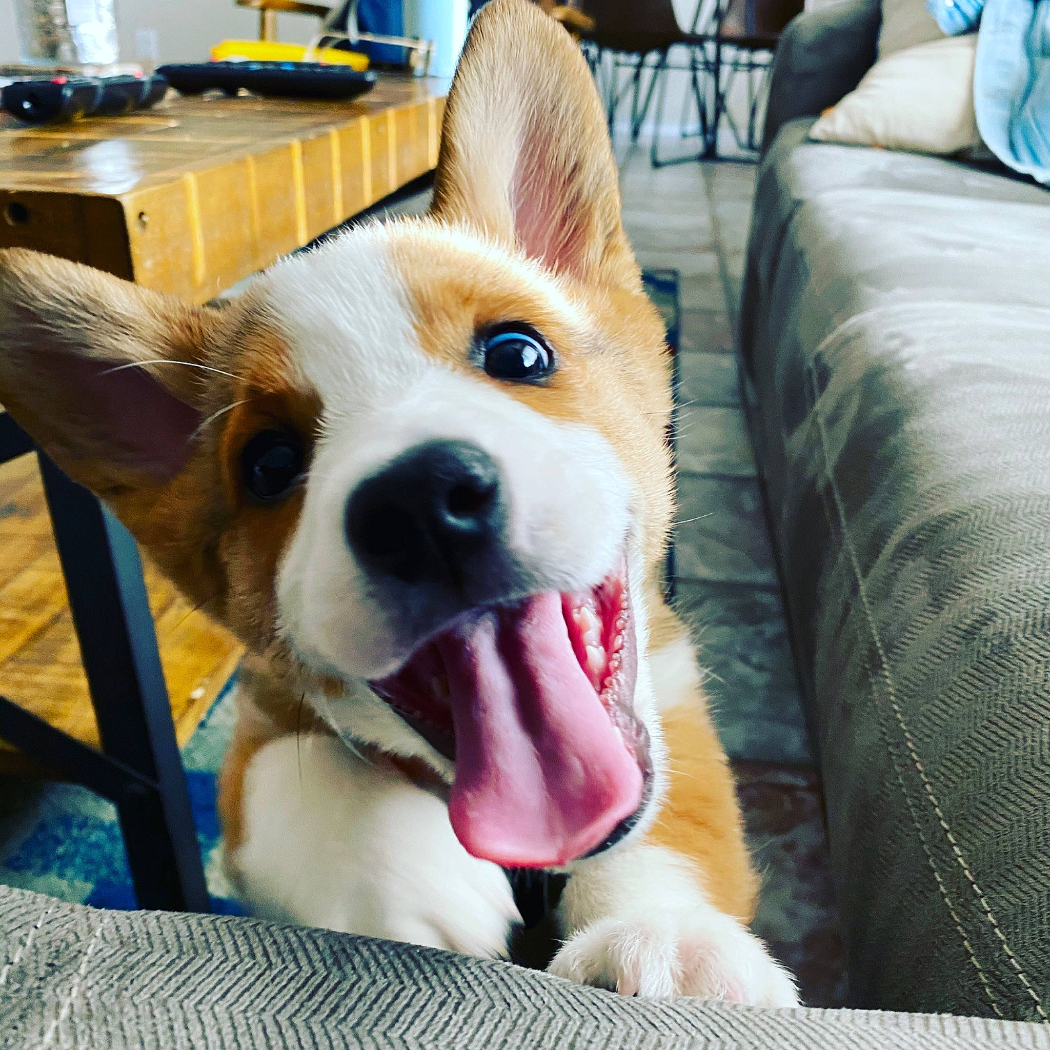 Norman joined the competition — help win amazing prizes! canidae, cardigan_welsh_corgi, carnivore, companion_dog, corgi_chihuahua, dog, dog_breed, ear, fawn, herding_dog, mammal, nose, organ, pembroke_welsh_corgi, puppy, rare_breed_dog, snout, vertebrate, welsh_corgi, whiskers