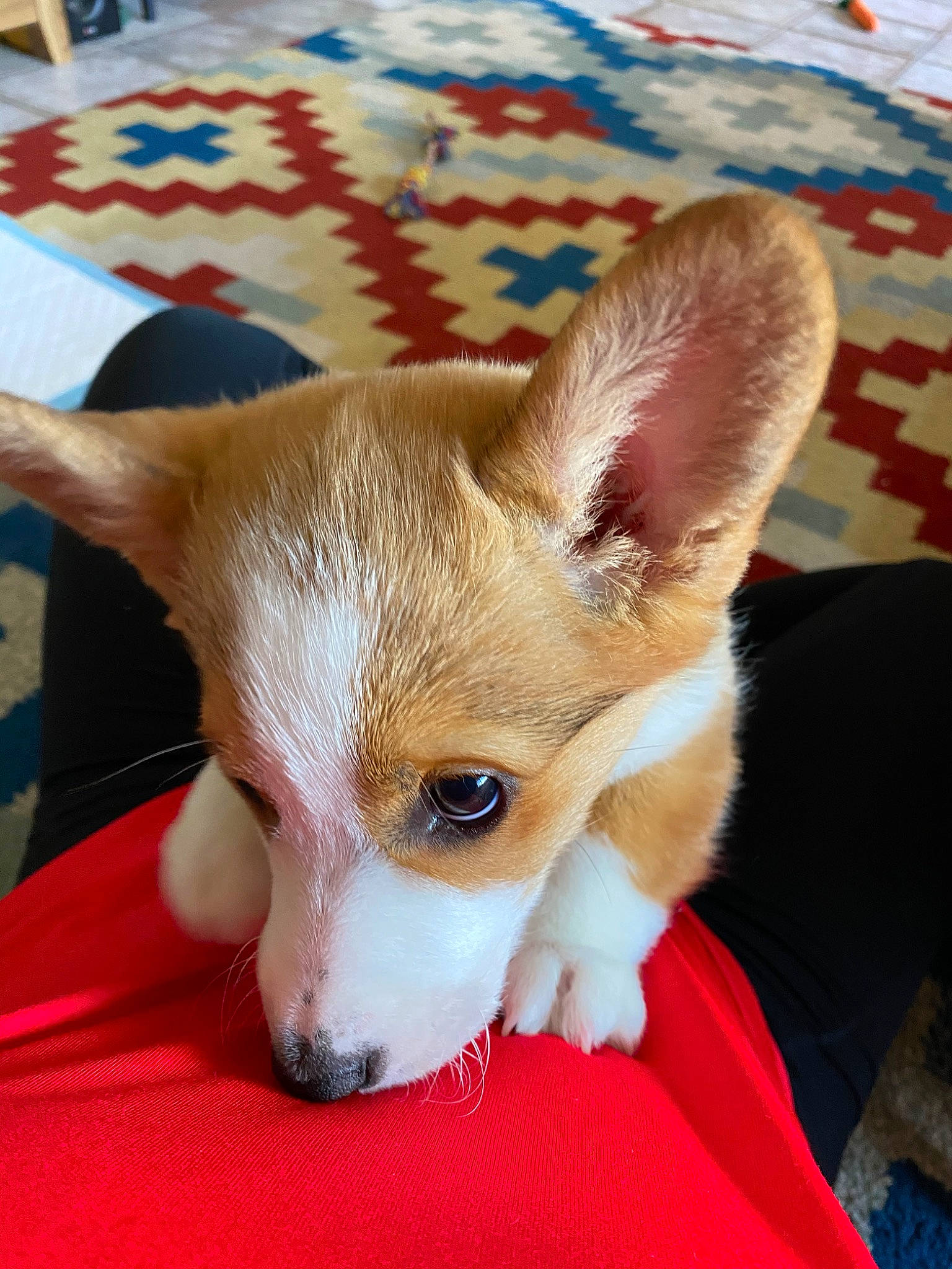 Norman is registered to the contest to win money with this photo: canidae, cardigan_welsh_corgi, carnivore, chihuahua, companion_dog, corgi_chihuahua, dog, dog_breed, ear, fawn, mammal, pembroke_welsh_corgi, portuguese_podengo, puppy, skin, snout, teddy_roosevelt_terrier, vertebrate, welsh_corgi, whiskers