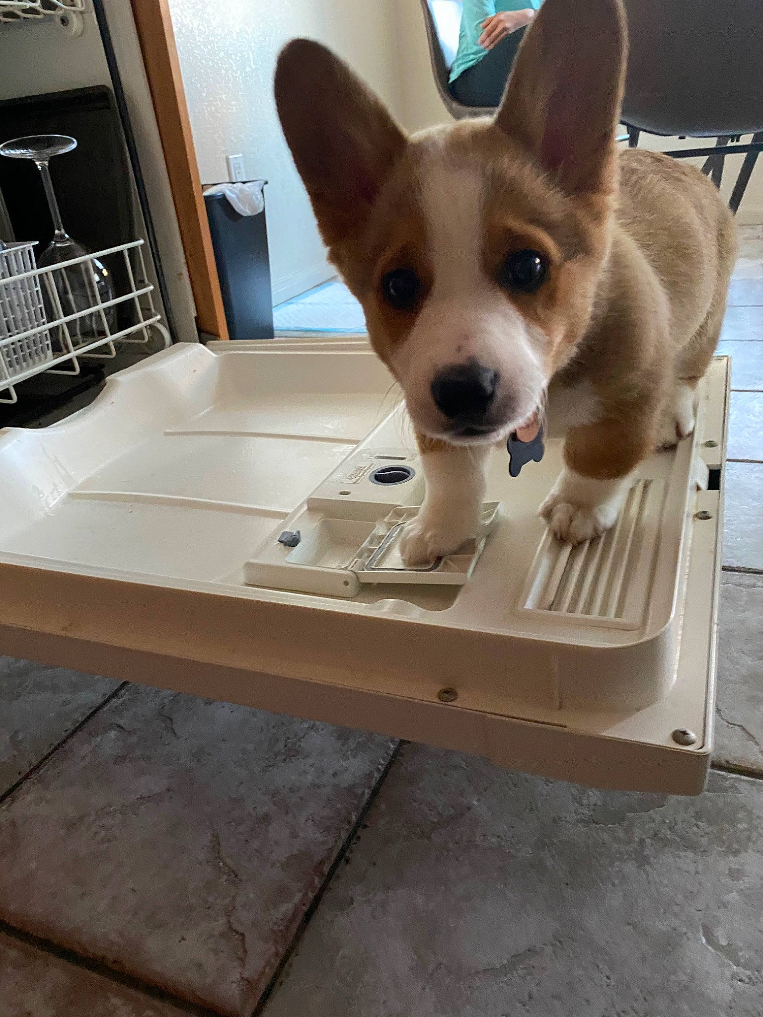 Norman is registered to the contest to win money with this photo: canidae, cardigan_welsh_corgi, carnivore, companion_dog, dog, dog_breed, fawn, mammal, pembroke_welsh_corgi, vertebrate, welsh_corgi