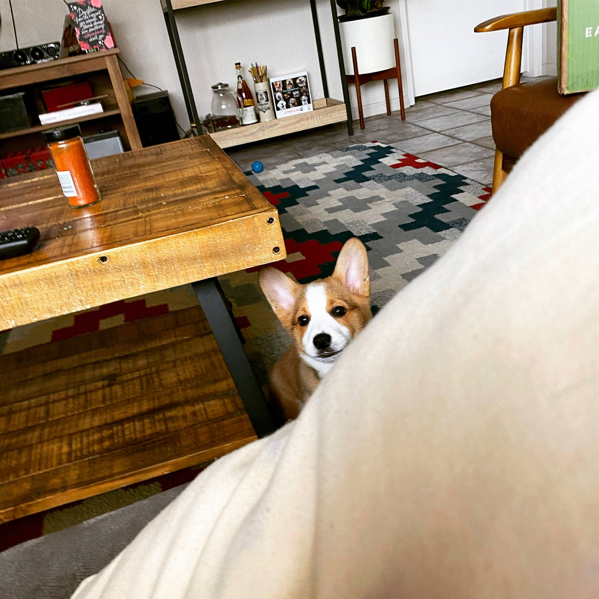 Norman is registered to the contest to win money with this photo: canidae, cardigan_welsh_corgi, carnivore, companion_dog, dog, dog_breed, fawn, floor, flooring, furniture, hardwood, house, mammal, pembroke_welsh_corgi, rat_terrier, room, table, welsh_corgi, wood