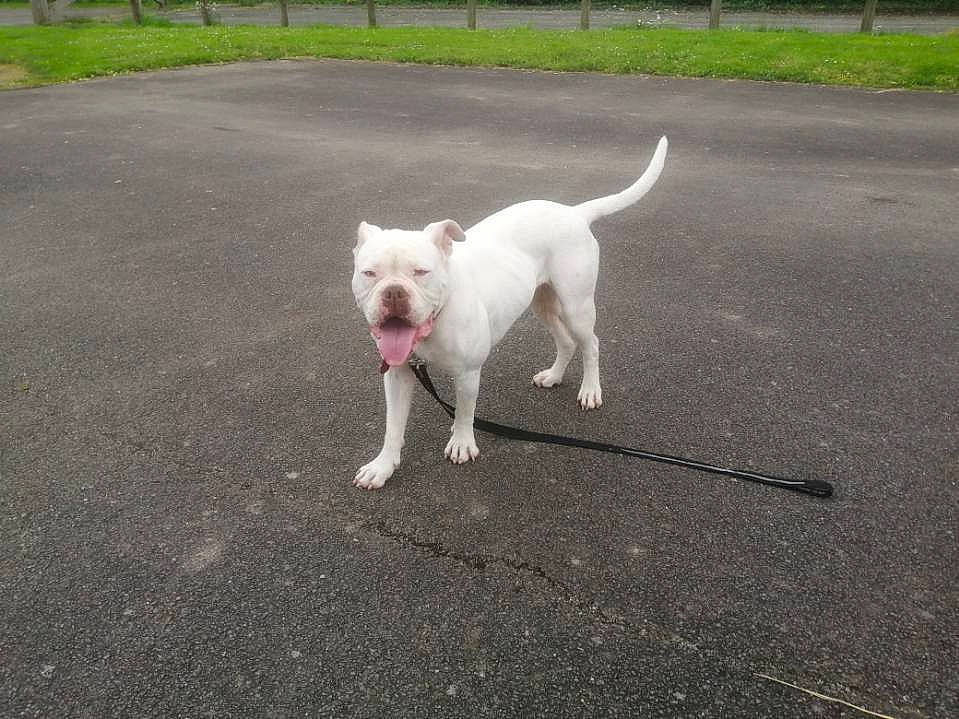 Logane participe au concours pour gagner de l'argent avec cette photo : canidae, carnivore, companion_dog, dog, dog_breed, dog_walking, dogo_argentino, dogo_guatemalteco, fawn, grass, gull_terr, kintamani, mammal, non_sporting_group, rare_breed_dog, sporting_group, tail, vertebrate