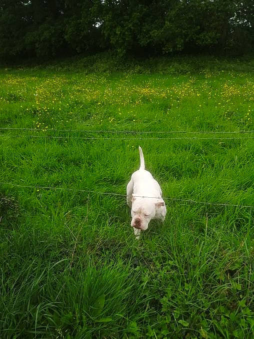 Logane a rejoint le concours — aidez-le/la à gagner de superbes lots ! canidae, carnivore, dog, dog_breed, dogo_argentino, grass, grassland, green, lawn, meadow, non_sporting_group, pasture, plant, sporting_group, tail, west_highland_white_terrier