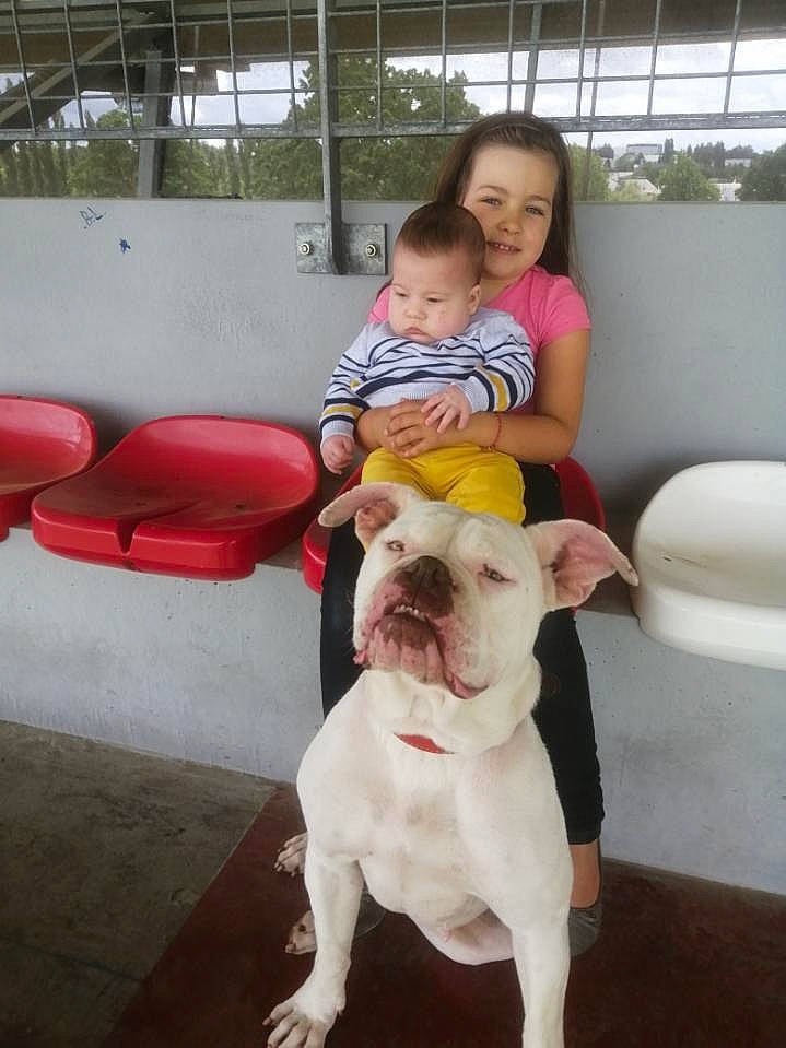 Logane a rejoint le concours — aidez-le/la à gagner de superbes lots ! american_bulldog, bulldog, canidae, carnivore, companion_dog, dog, dog_breed, dogo_guatemalteco, dorset_olde_tyme_bulldogge, fawn, french_bulldog, mammal, molosser, non_sporting_group, old_english_bulldog, olde_english_bulldogge, snout, valley_bulldog, vertebrate, white_english_bulldog