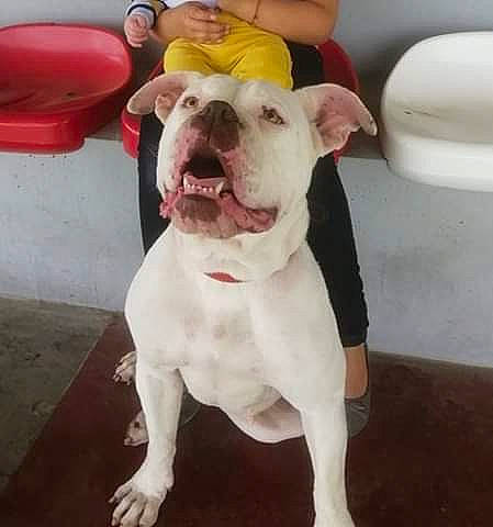 Logane a rejoint le concours — aidez-le/la à gagner de superbes lots ! american_bulldog, american_pit_bull_terrier, australian_bulldog, bulldog, canidae, carnivore, companion_dog, dog, dog_breed, dorset_olde_tyme_bulldogge, mammal, molosser, non_sporting_group, nose, old_english_bulldog, olde_english_bulldogge, pit_bull, snout, valley_bulldog, vertebrate