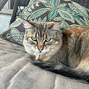 Doja is registered to the contest to win money with this photo: cat, close_up, collar, cushion, domestic, feline, fur, green_eyes, outdoor, patterned_pillow, pet, pillow, porch, portrait, relaxed, resting, tail, upholstery, whiskers, wicker_chair