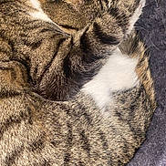 Nala participe au concours pour gagner de l'argent avec cette photo : cat, tabby, sleeping, curled_up, paw, furry, pet, animal, cozy, bed, feline, whiskers, striped, cute, domestic_cat, resting, soft, indoor, relaxed, fur