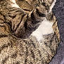 cat, tabby, sleeping, curled_up, paw, furry, pet, animal, cozy, bed, feline, whiskers, striped, cute, domestic_cat, resting, soft, indoor, relaxed, fur