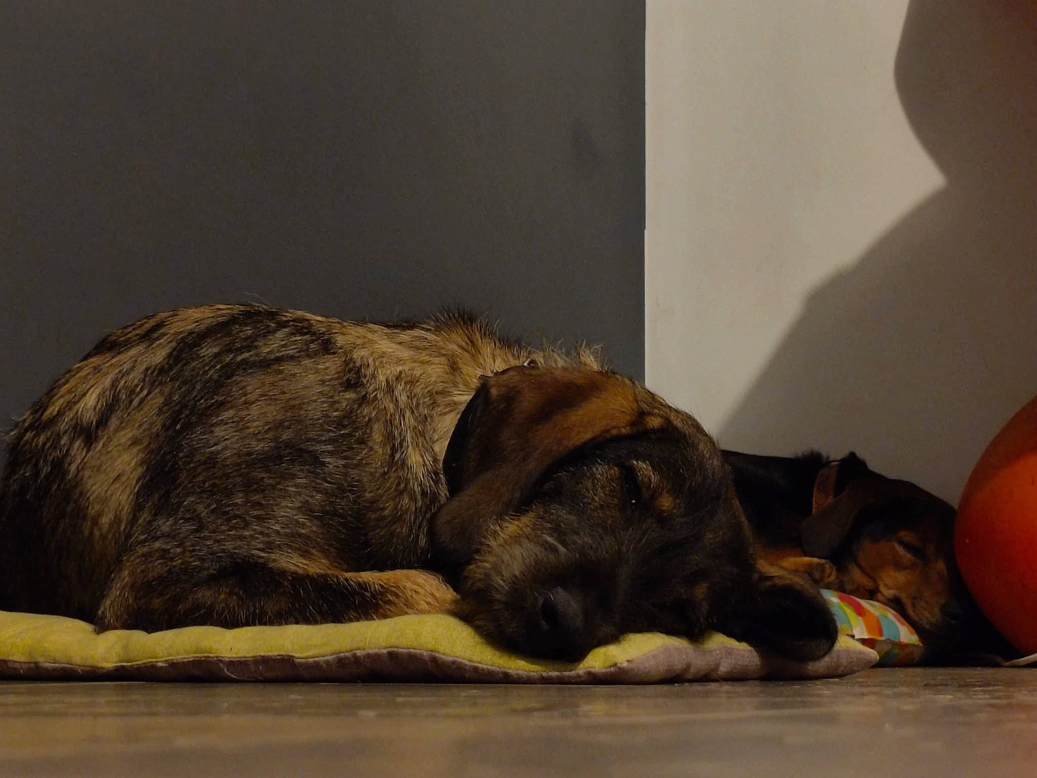 Oups a rejoint le concours — aidez-le/la à gagner de superbes lots ! ball, calabaza, carnivore, comfort, companion_dog, dog, dog_breed, fawn, foot, fur, grey, linens, liver, paw, snout, terrestrial_animal, water, wood, working_animal, wrinkle