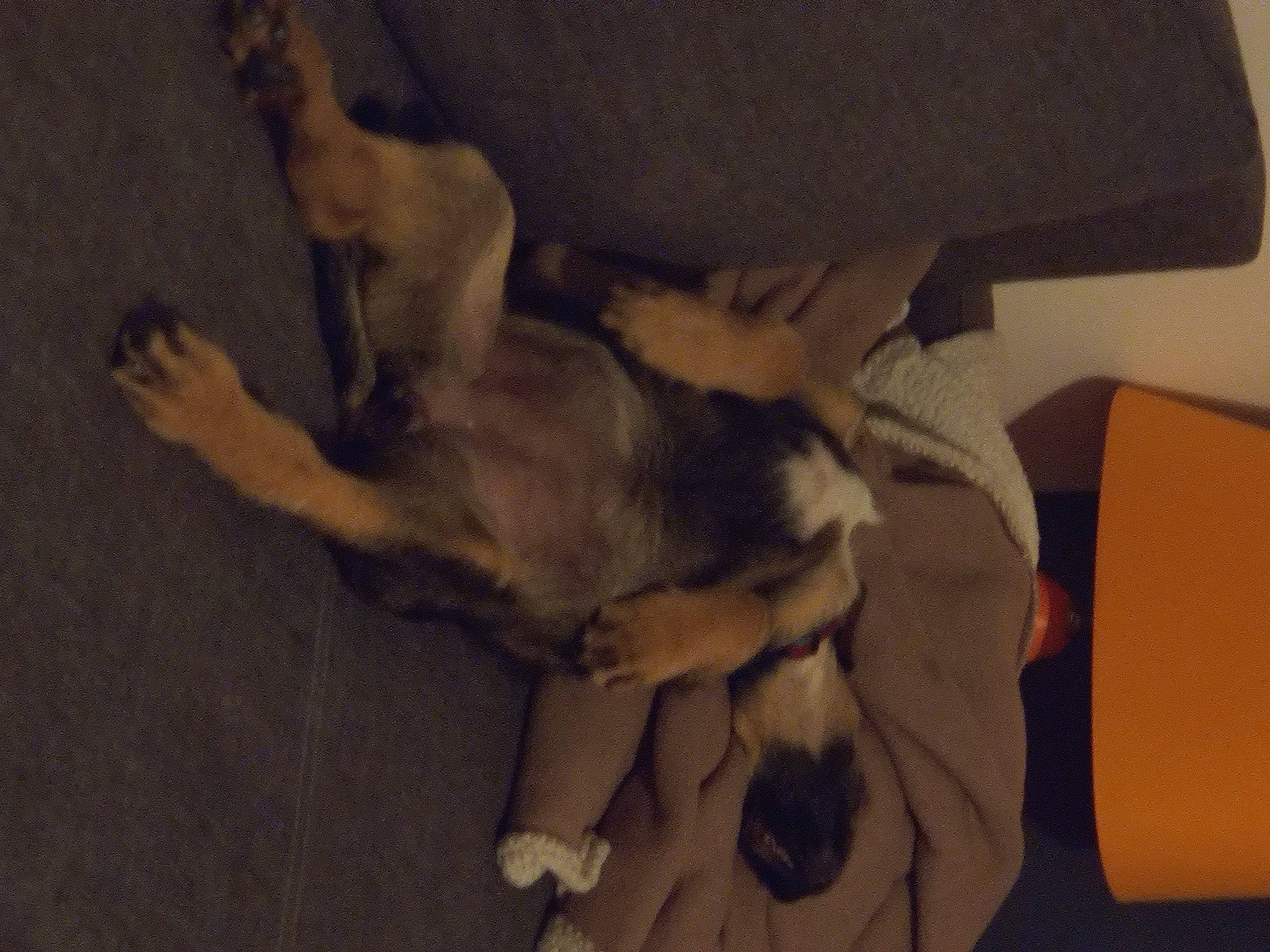 Oups a rejoint le concours — aidez-le/la à gagner de superbes lots ! carnivore, comfort, companion_dog, dog, dog_breed, fawn, flooring, fur, gesture, guard_dog, hardwood, nap, non_sporting_group, paw, puppy, room, snout, tail, wood, working_animal