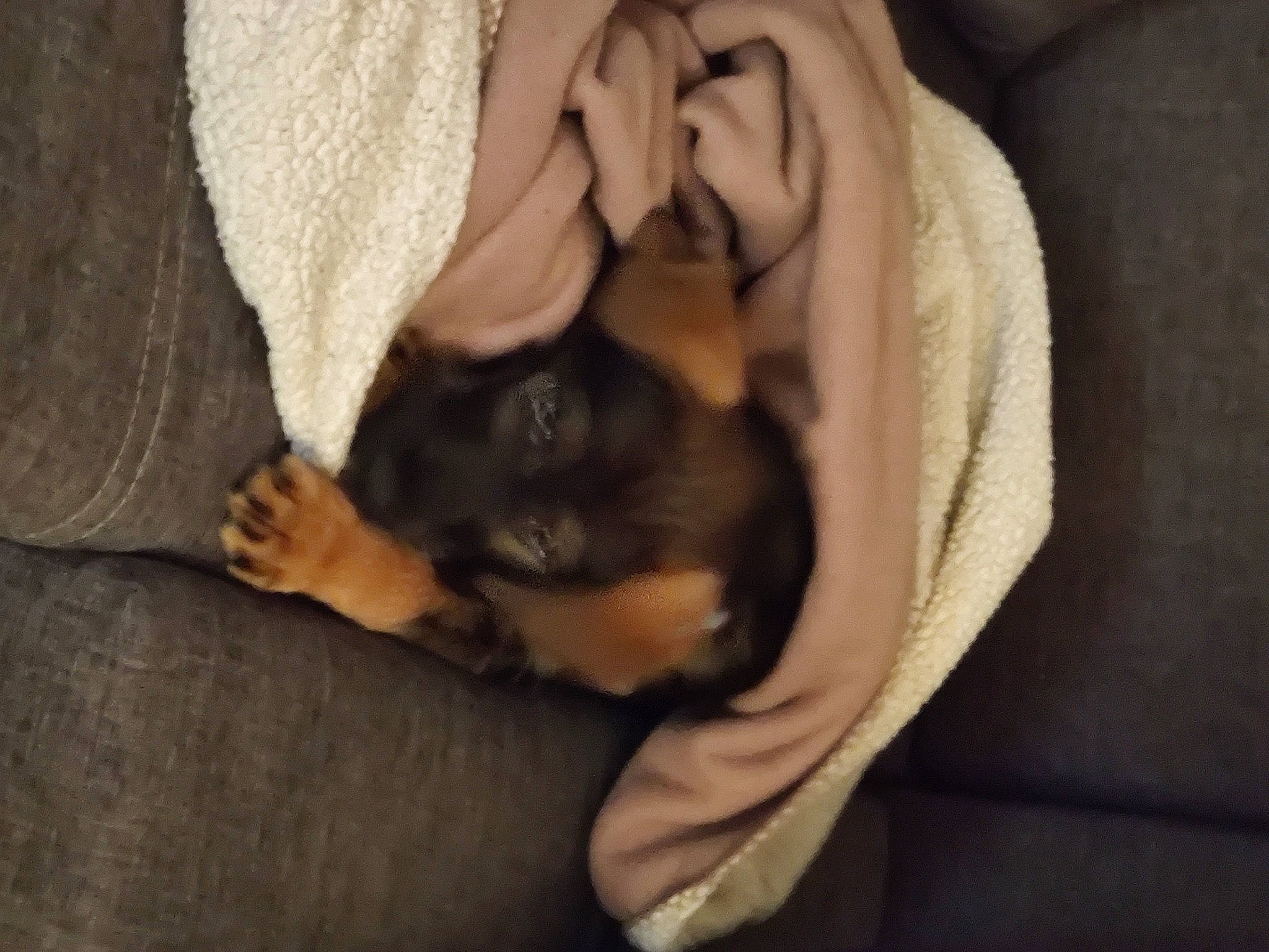 Oups participe au concours pour gagner de l'argent avec cette photo : canidae, carnivore, comfort, companion_dog, dog_breed, ear, fawn, felidae, fur, gesture, grey, linens, paw, small_to_medium_sized_cats, snout, sporting_group, tail, toy_dog, whiskers, wood