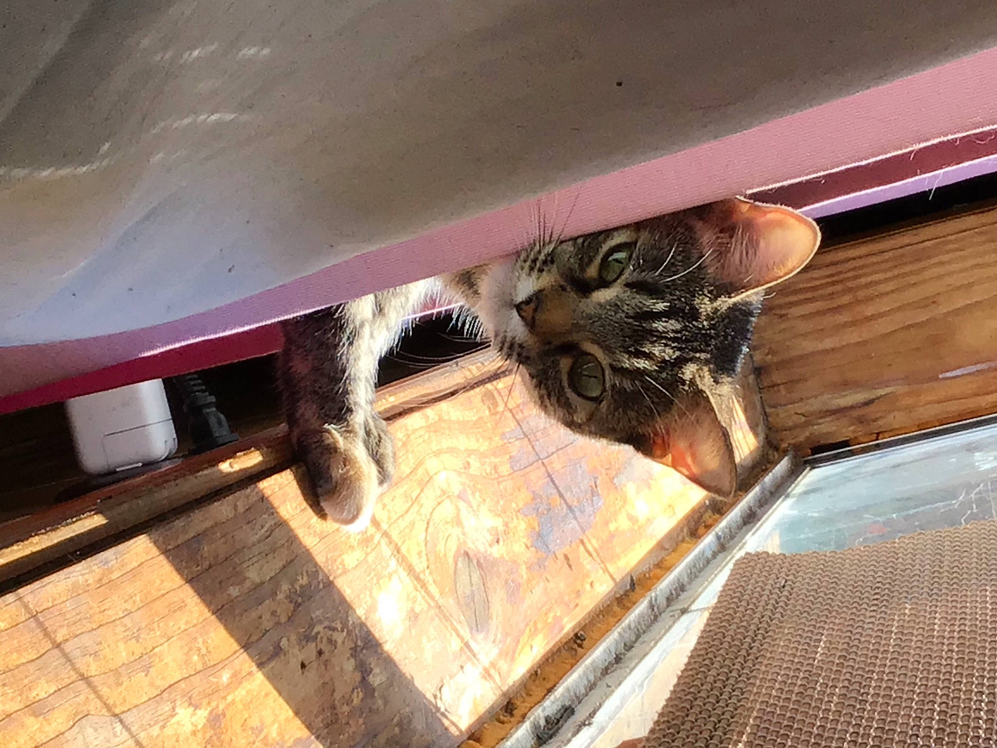 Golden Hour is registered to the contest to win money with this photo: brown, carnivore, cat, ceiling, domestic_short_haired_cat, fawn, felidae, floor, flooring, fur, hardwood, pattern, room, small_to_medium_sized_cats, tail, tints_and_shades, whiskers, window, wood, wood_stain