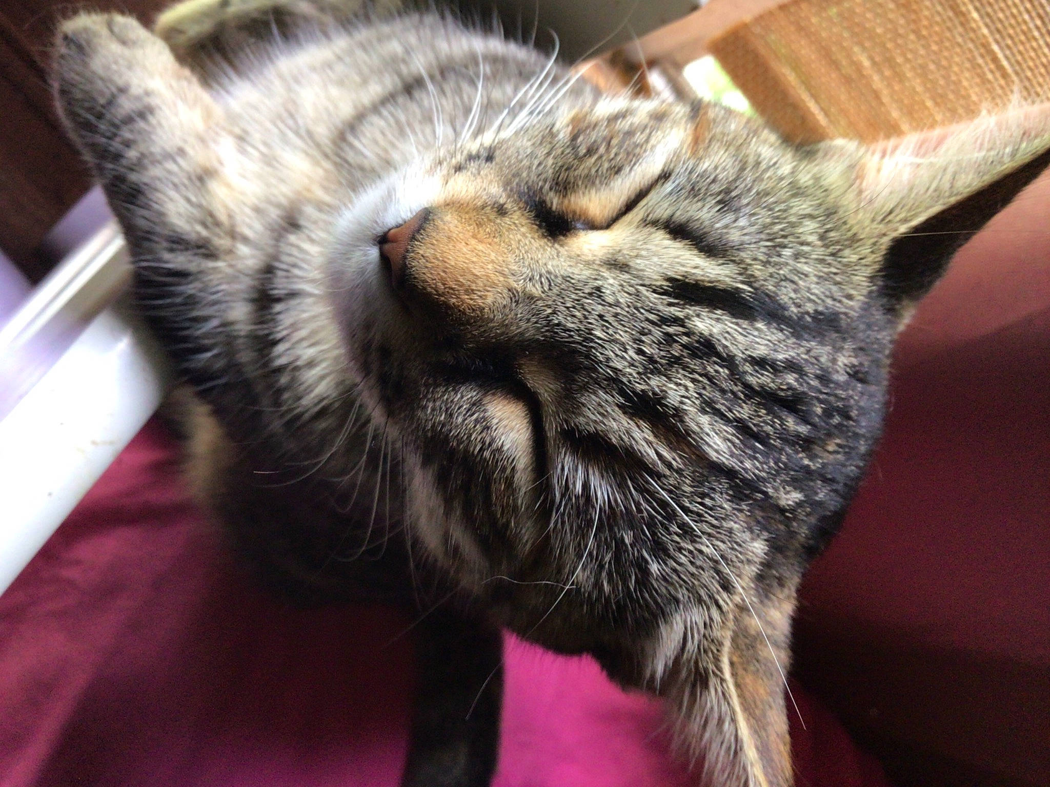 Golden Hour is registered to the contest to win money with this photo: carnivore, cat, claw, close_up, comfort, domestic_short_haired_cat, ear, eye, felidae, fur, paw, small_to_medium_sized_cats, snout, terrestrial_animal, whiskers, wildlife