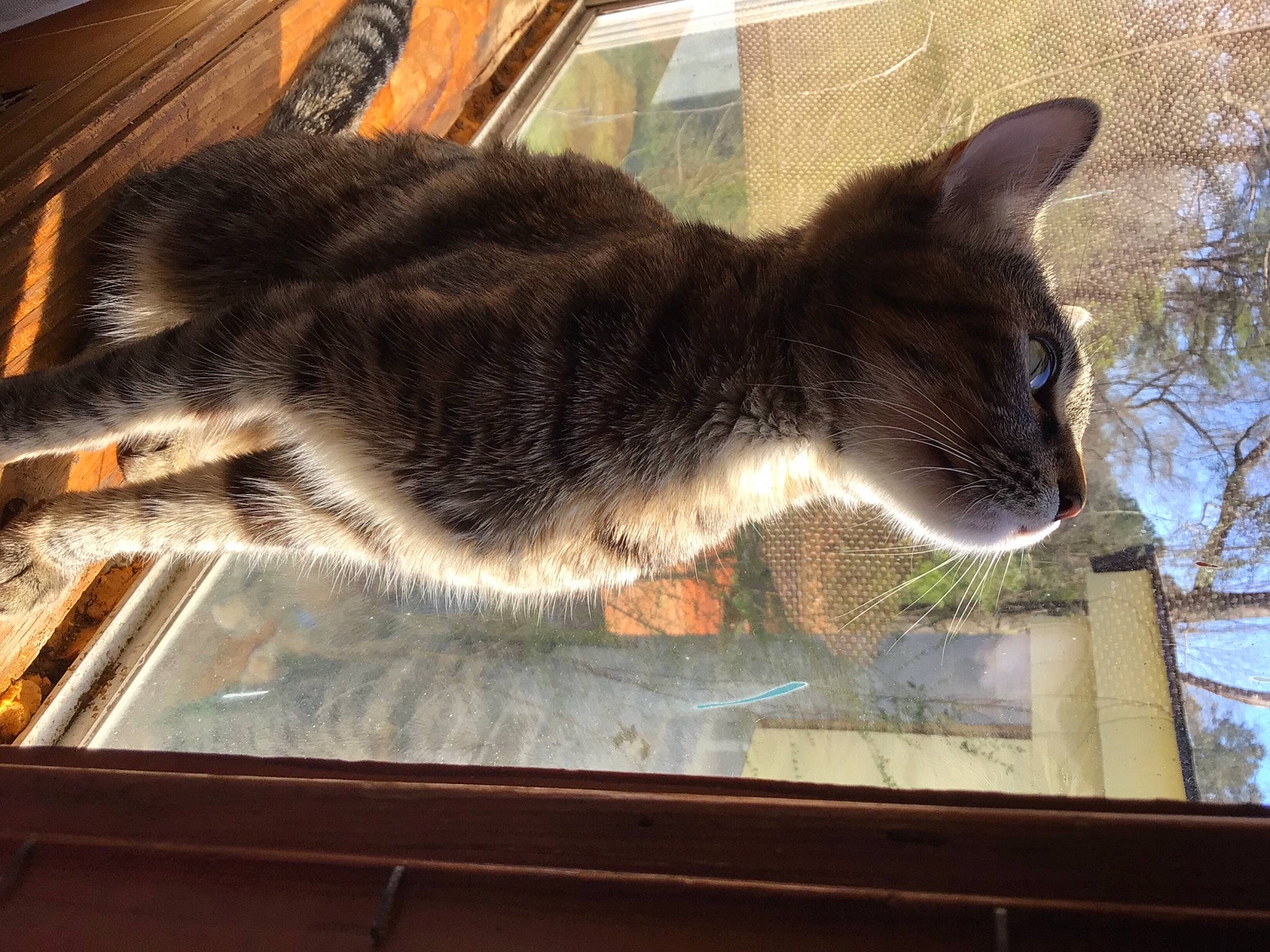 Golden Hour is registered to the contest to win money with this photo: carnivore, cat, claw, domestic_short_haired_cat, felidae, fur, glass, grass, paw, plant, rectangle, sitting, small_to_medium_sized_cats, snout, table, tail, tree, whiskers, window, wood