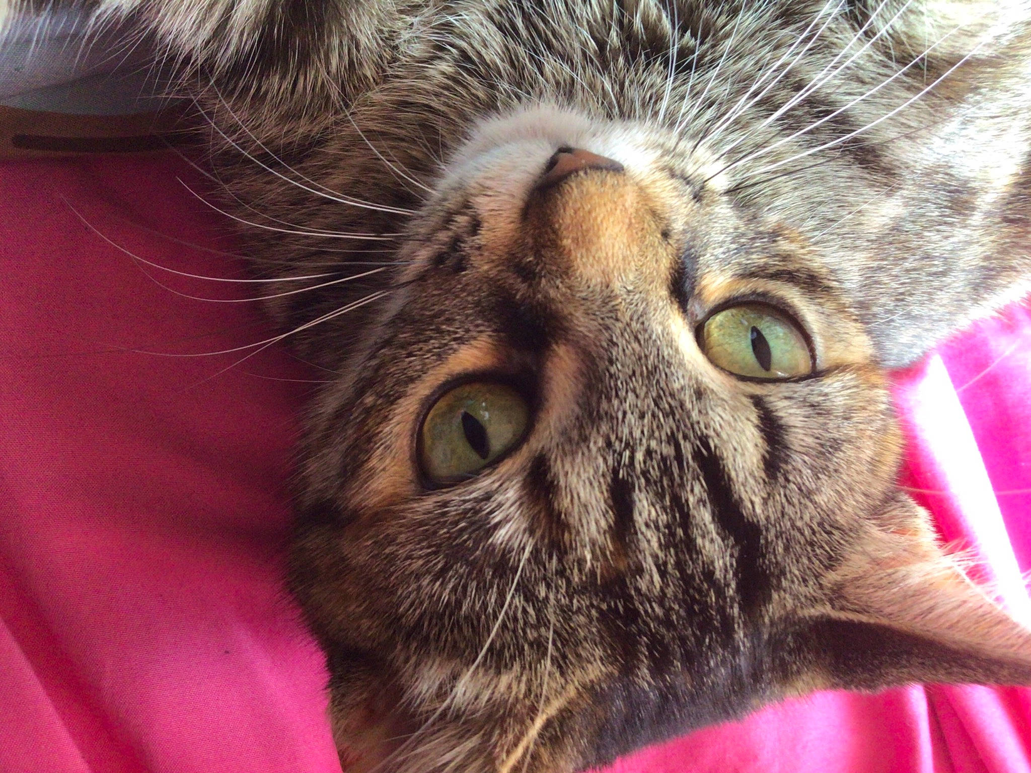 Golden Hour joined the competition — help win amazing prizes! carnivore, cat, close_up, comfort, domestic_short_haired_cat, ear, felidae, fur, grass, photography, plant, small_to_medium_sized_cats, snout, terrestrial_animal, whiskers, wildlife