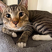 Onyx joined the competition — help win amazing prizes! animal, blanket, cat, close_up, curious, cute, domestic, ears, face, feline, indoor, mammal, paws, pet, relaxed, resting, soft, striped, tabby, whiskers