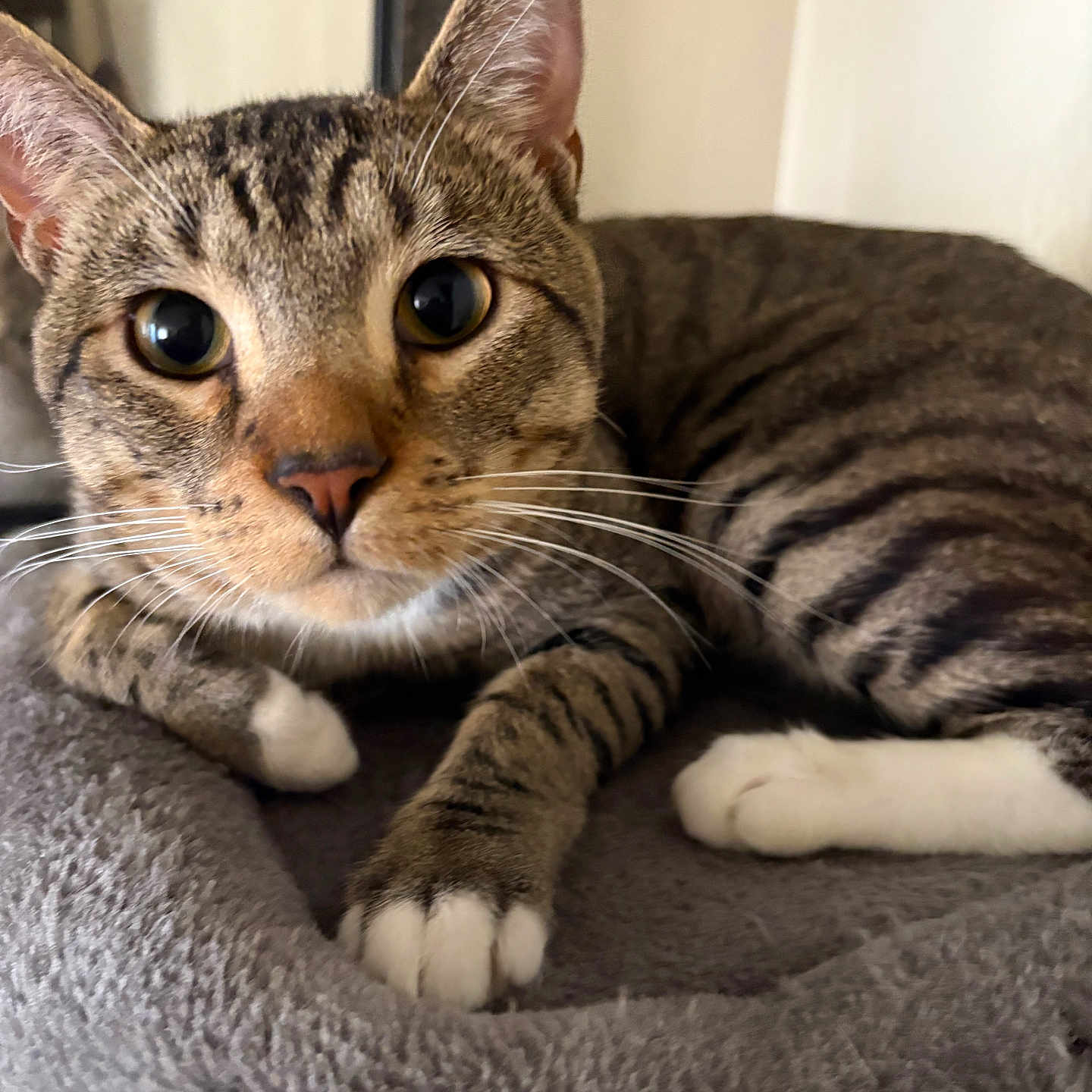 Onyx joined the competition — help win amazing prizes! animal, blanket, cat, close_up, curious, cute, domestic, ears, face, feline, indoor, mammal, paws, pet, relaxed, resting, soft, striped, tabby, whiskers
