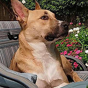 Sunny joined the competition — help win amazing prizes! animal, backyard, canine, chair, dog, fence, flowers, garden, greenery, mammal, nature, outdoor, pet, pink_flowers, portrait, relaxed, striped, summer, sunlight, white_flowers