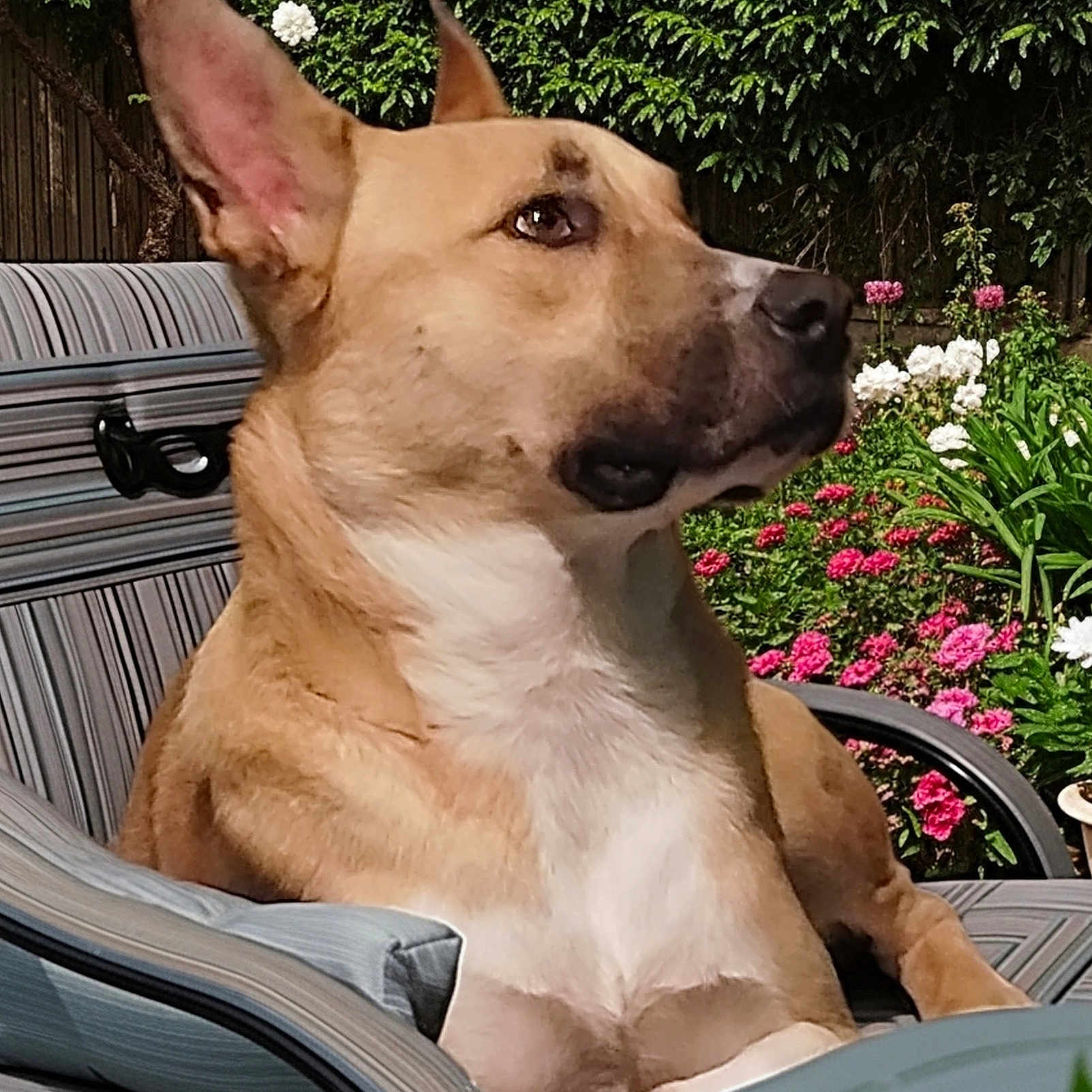 Sunny joined the competition — help win amazing prizes! animal, backyard, canine, chair, dog, fence, flowers, garden, greenery, mammal, nature, outdoor, pet, pink_flowers, portrait, relaxed, striped, summer, sunlight, white_flowers