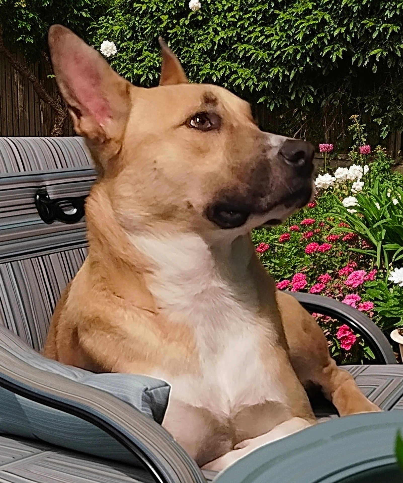Sunny joined the competition — help win amazing prizes! animal, backyard, canine, chair, dog, fence, flowers, garden, greenery, mammal, nature, outdoor, pet, pink_flowers, portrait, relaxed, striped, summer, sunlight, white_flowers