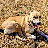 Sunny is registered to the contest to win money with this photo: dog, canine, animal, pet, outdoor, grass, sunlight, leash, happy, smiling, mammal, tan, white, ears, tail, paws, collar, resting, nature, daytime