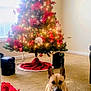 Sunny is registered to the contest to win money with this photo: carpet, ceiling, christmas_tree, crossed_paws, decorations, dog, furniture, holiday_decor, indoor, lights, living_room, ornaments, pet, poinsettia, red_flowers, relaxed, speakers, tree_skirt, walls, window